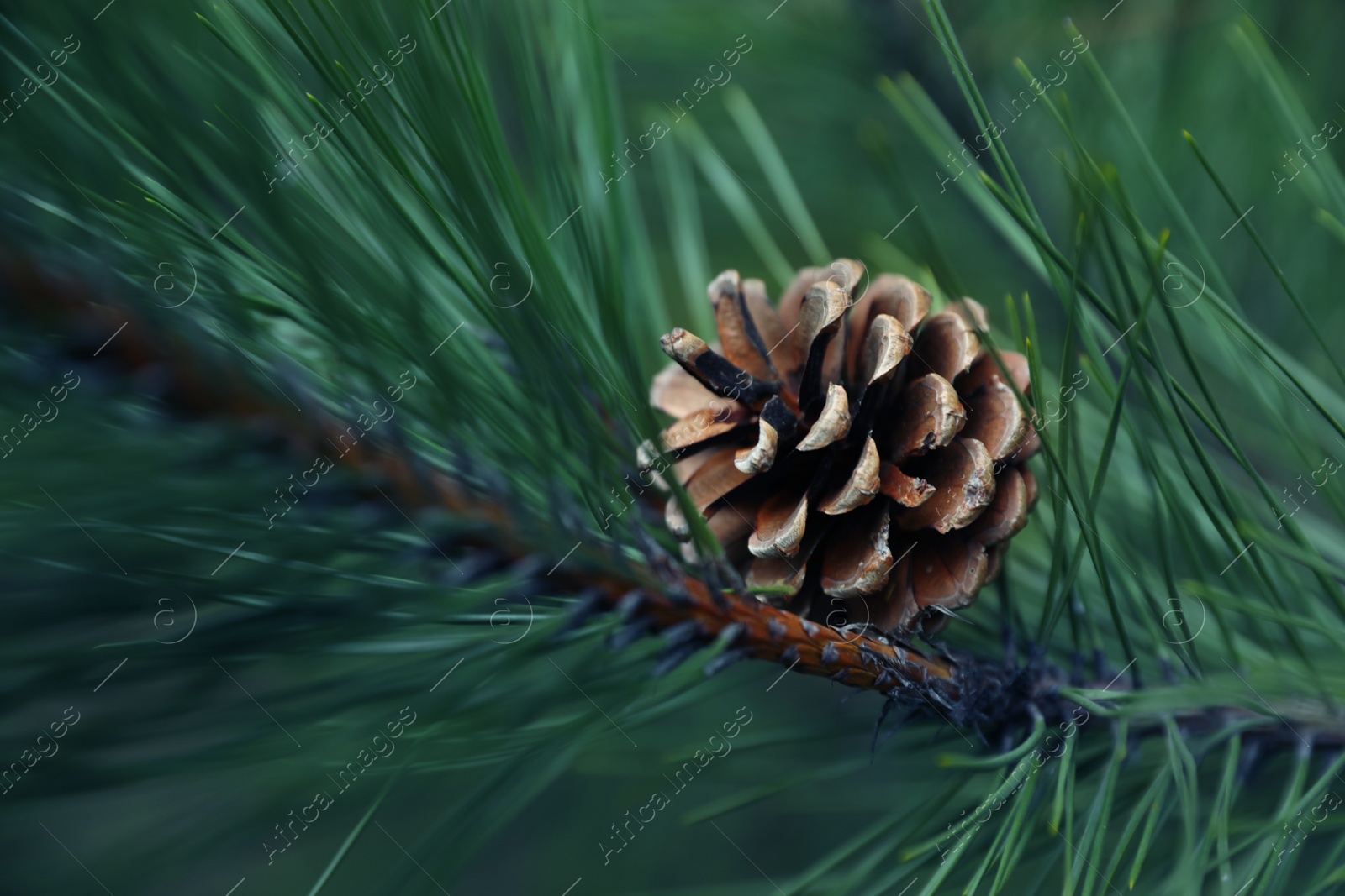 Photo of Cone growing on pine branch outdoors, closeup