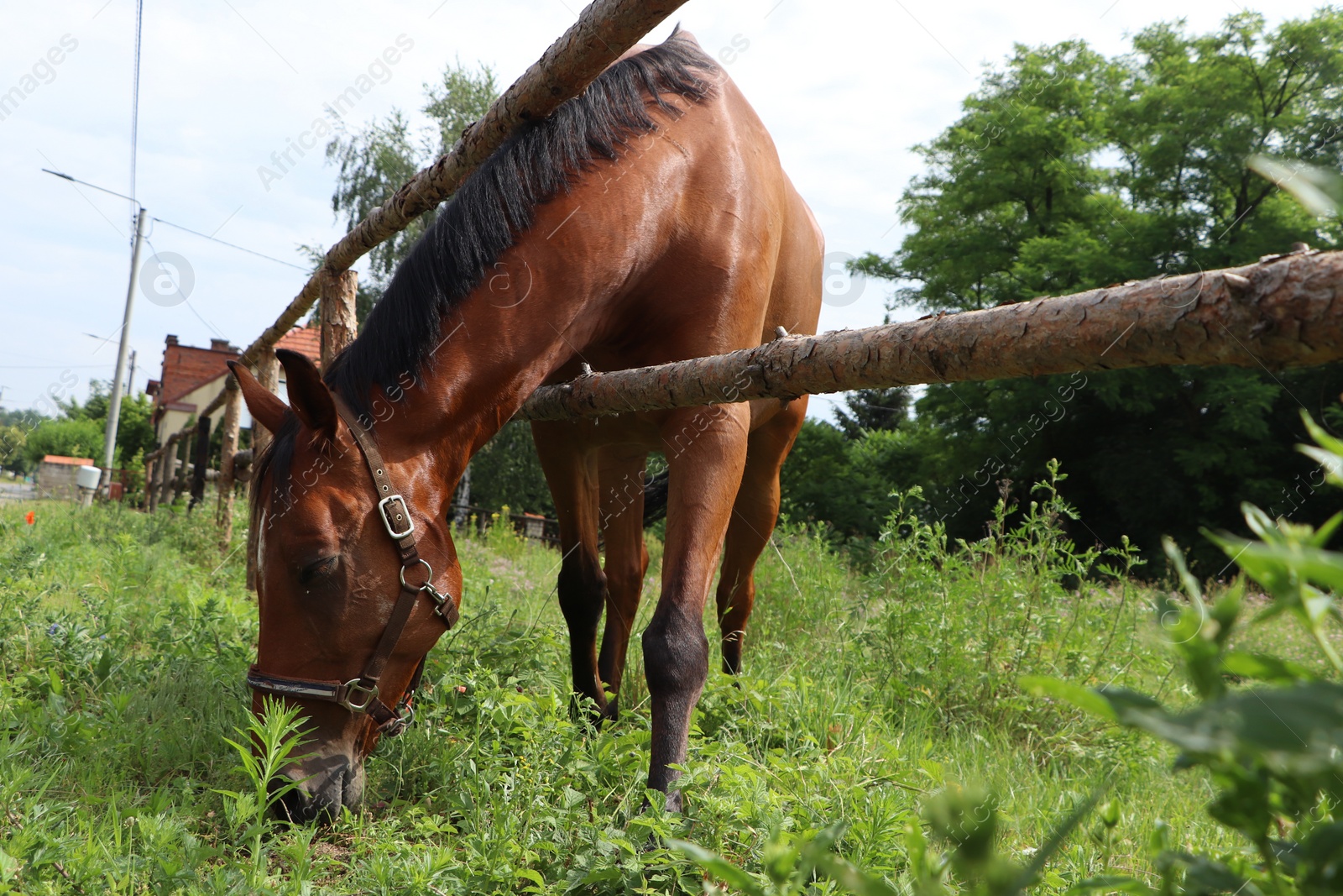 Photo of Beautiful horse grazing on green grass in paddock outdoors