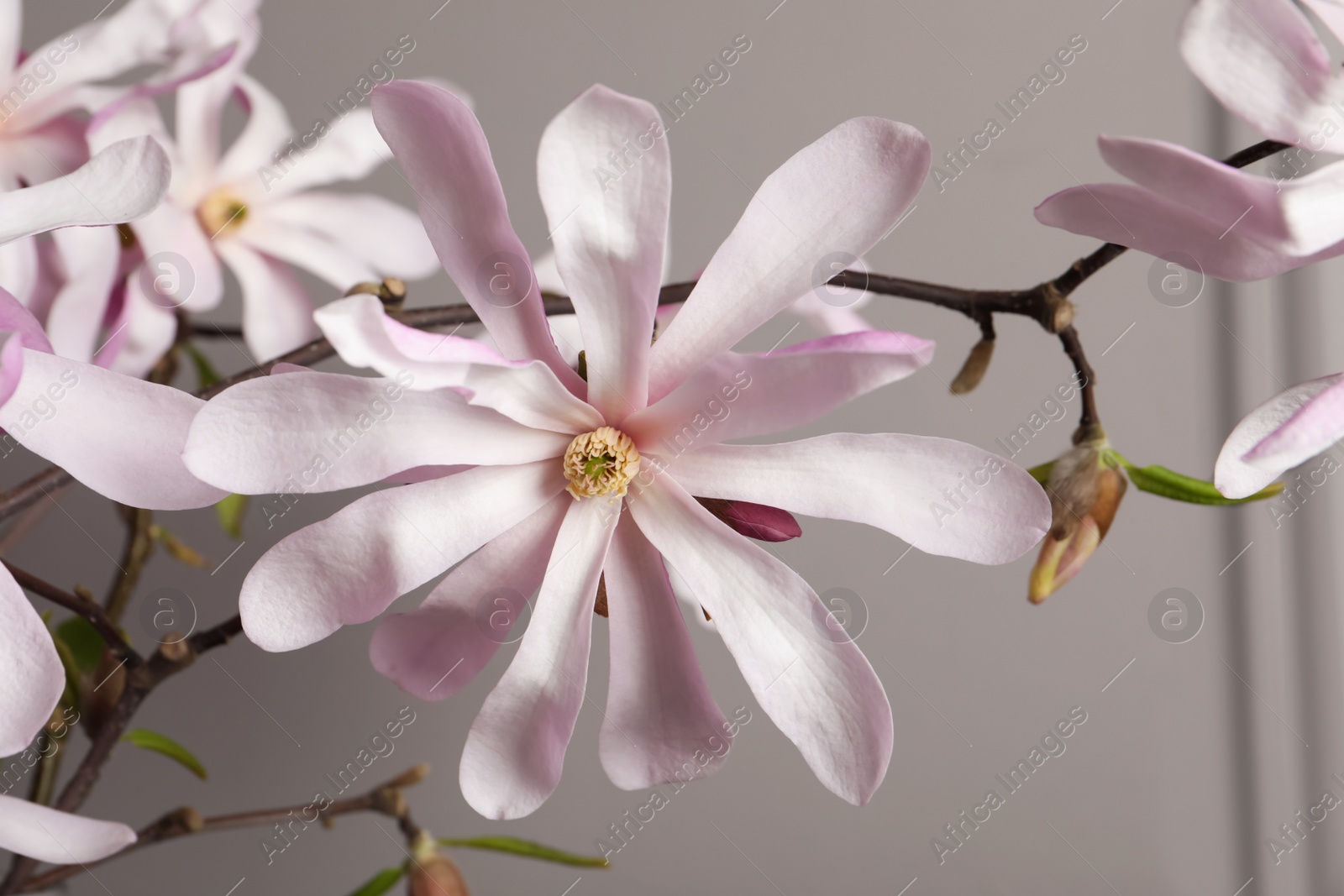 Photo of Magnolia tree branches with beautiful flowers on grey background, closeup
