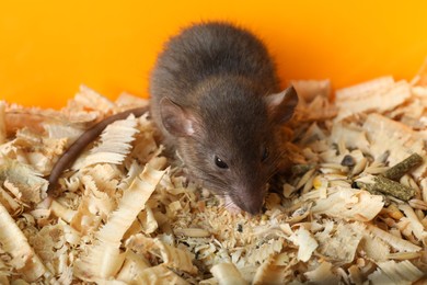 Photo of Cute small rat on shavings against yellow background, closeup