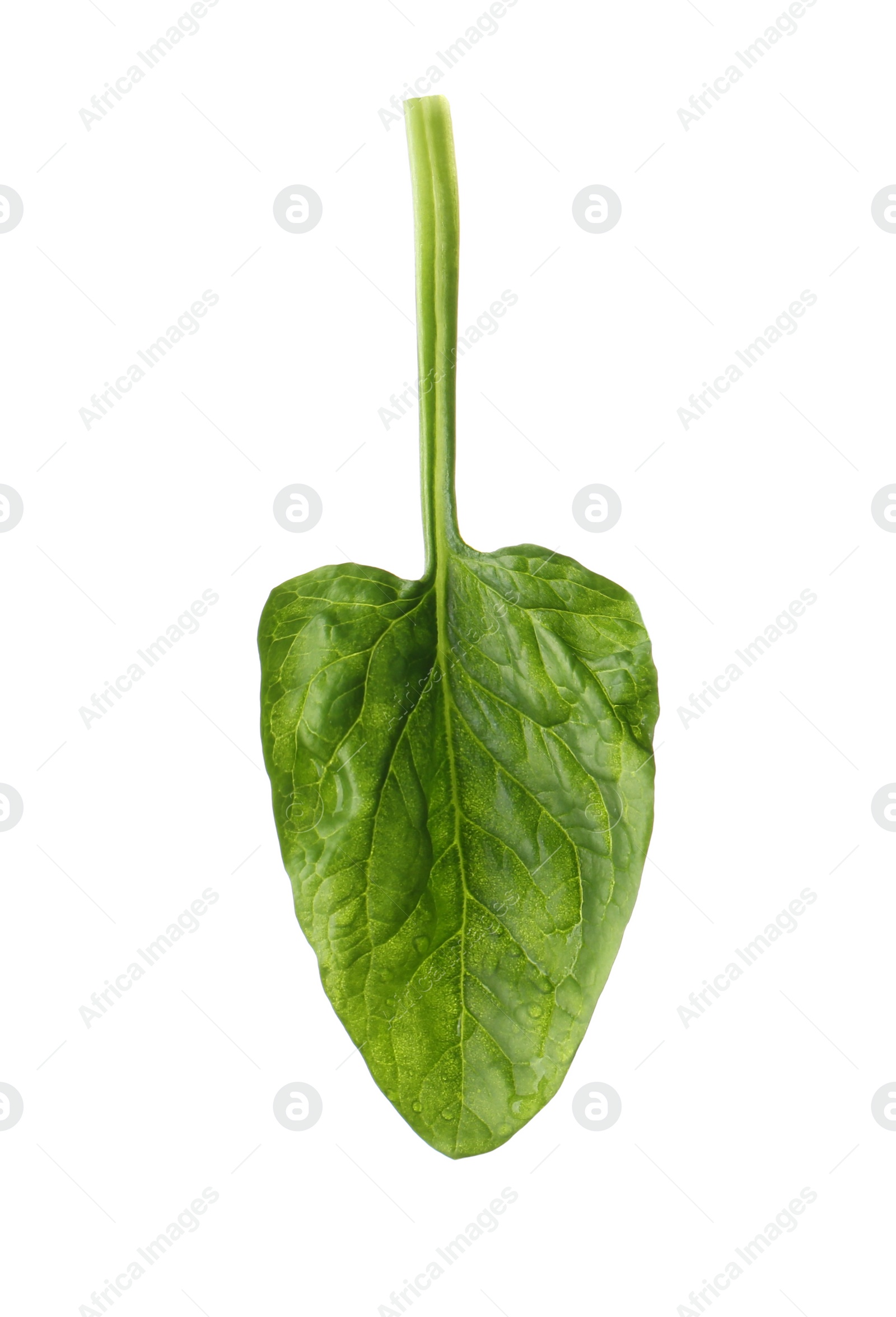 Photo of Fresh leaf of spinach isolated on white