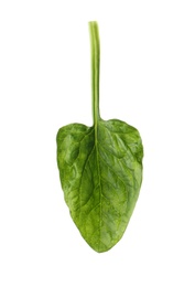 Fresh leaf of spinach isolated on white