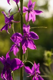 Photo of Beautiful blooming forking larkspur with purple flowers in garden on sunny day, closeup