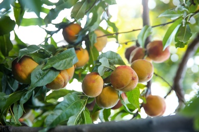 Ripe peaches on tree branch in garden