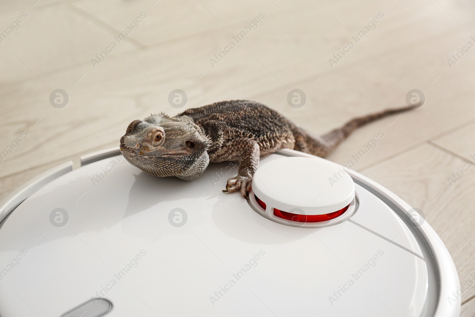 Photo of Robotic vacuum cleaner and bearded dragon lizard indoors