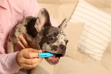 Photo of Woman brushing dog's teeth on sofa at home, closeup