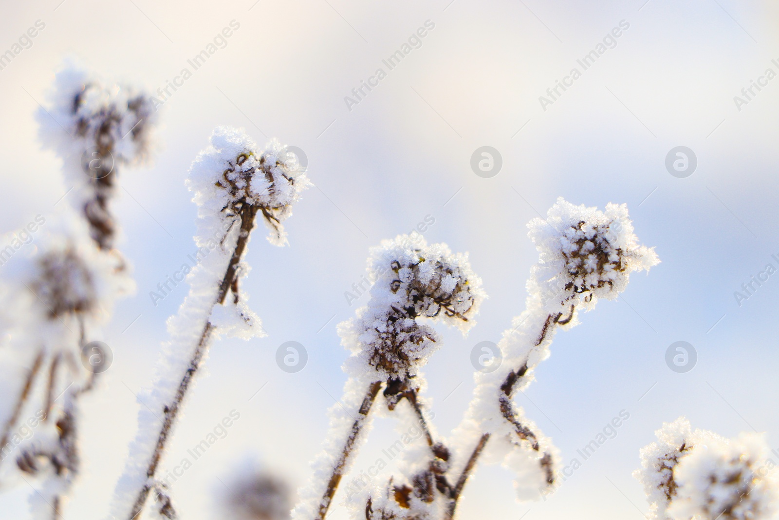 Photo of Dry plants covered with hoarfrost outdoors on winter morning, closeup