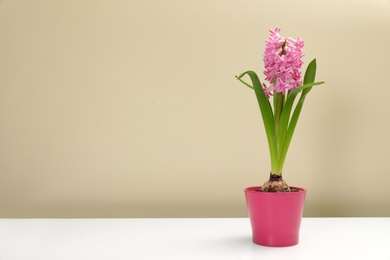 Beautiful spring hyacinth flower on table against color background. Space for text