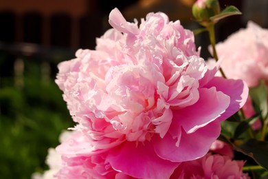 Photo of Wonderful pink peonies in garden outdoors, closeup