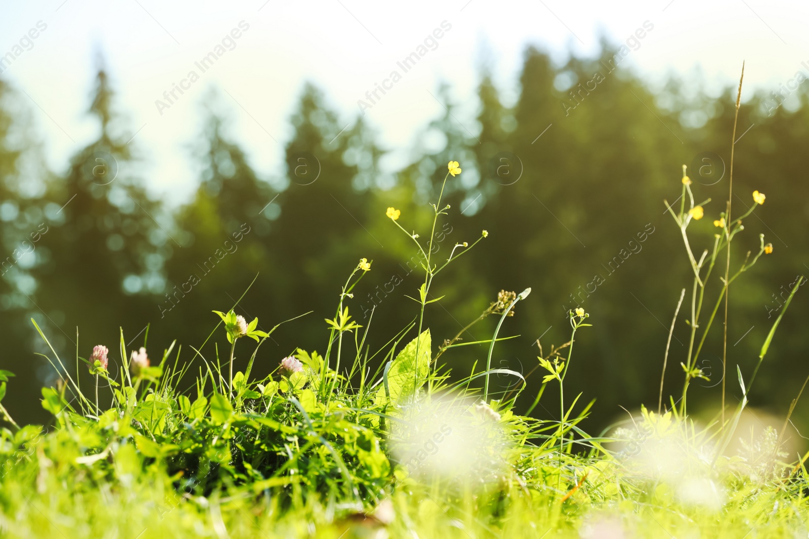 Photo of Beautiful flowers growing on green meadow in summer