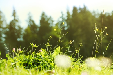 Beautiful flowers growing on green meadow in summer