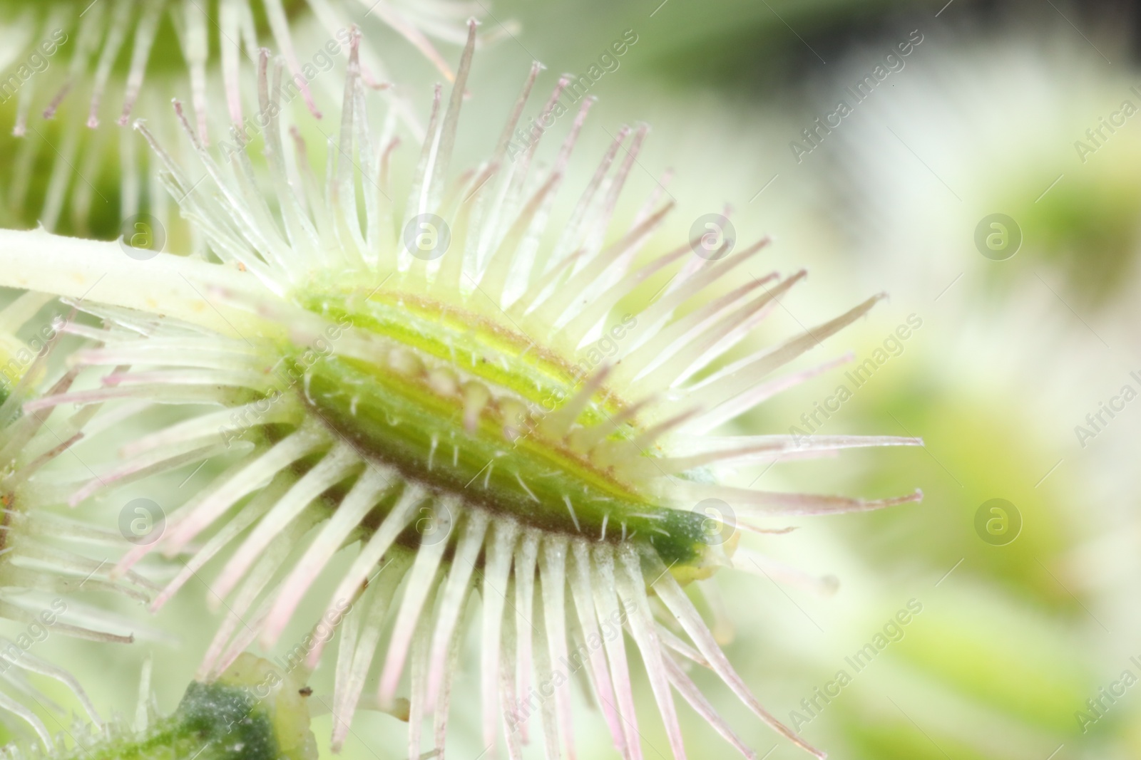 Photo of Macro photo of beautiful Astrodaucus plant on blurred background