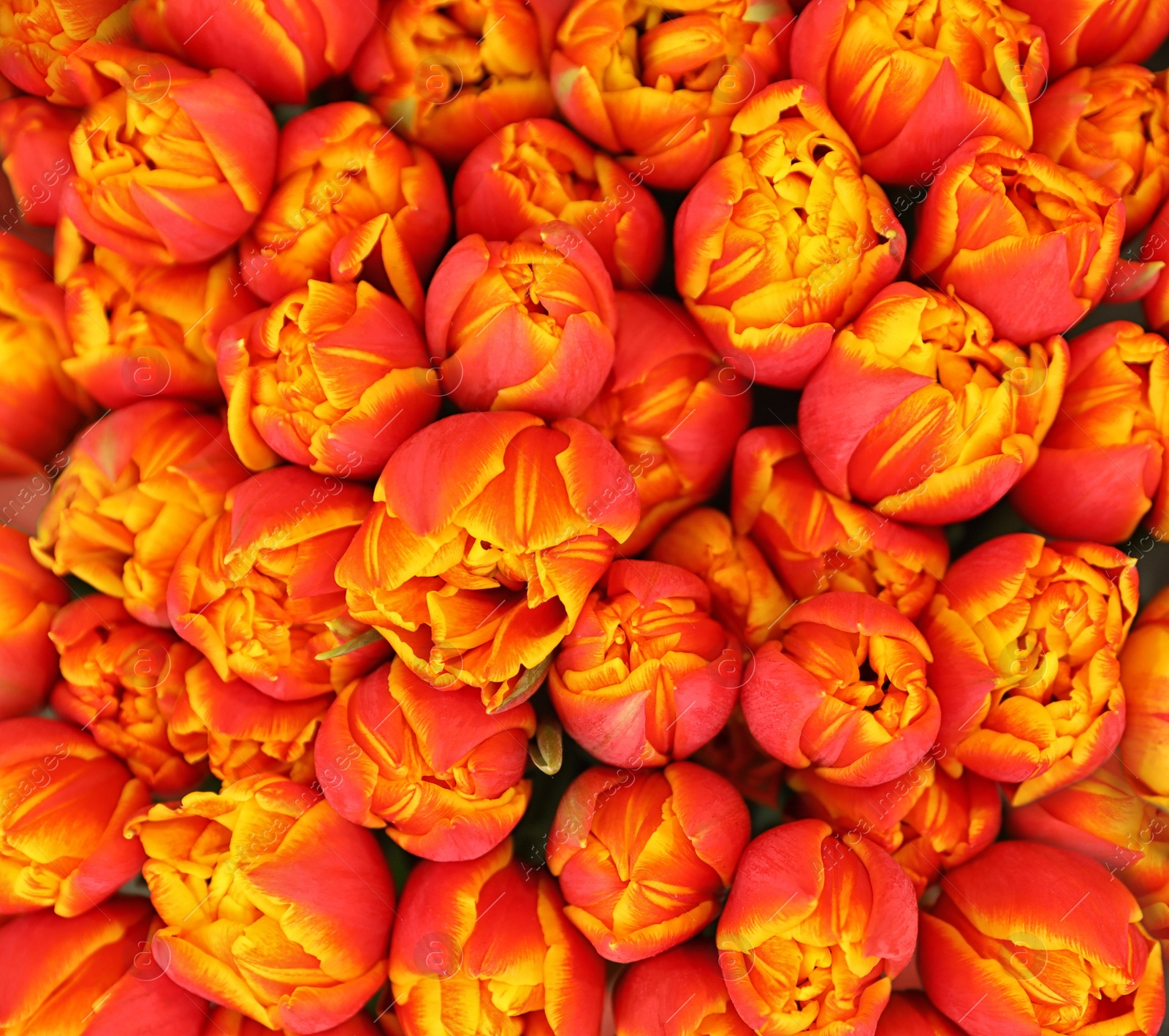 Photo of Beautiful bouquet of fresh tulips, top view. Floral decor