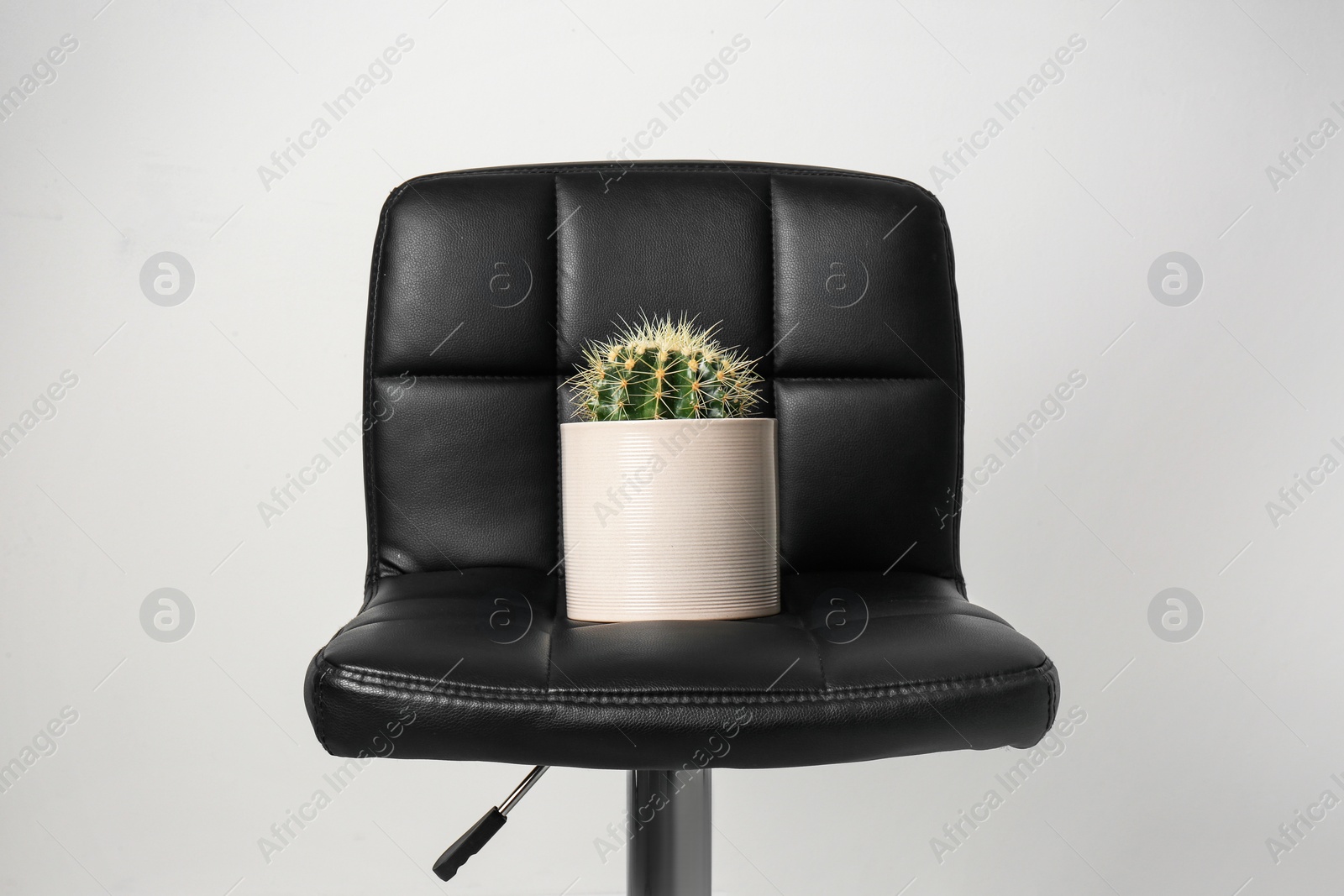 Photo of Chair with cactus on white background. Hemorrhoids concept