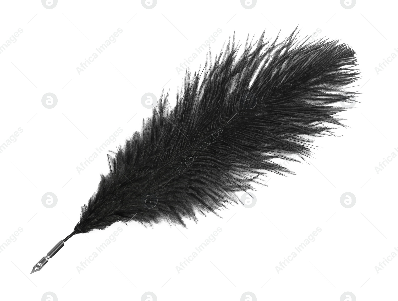 Photo of Black lush feather pen on white background