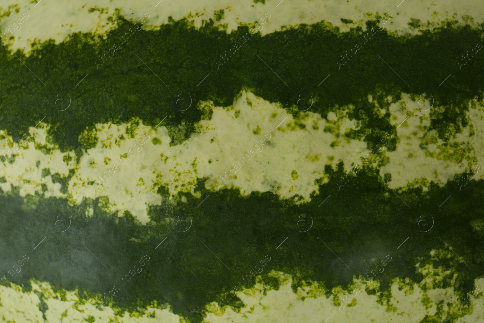 Photo of Delicious ripe whole watermelon as background, closeup