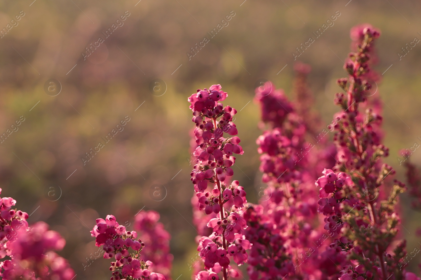 Photo of Heather shrub with blooming flowers outdoors on sunny day, closeup. Space for text