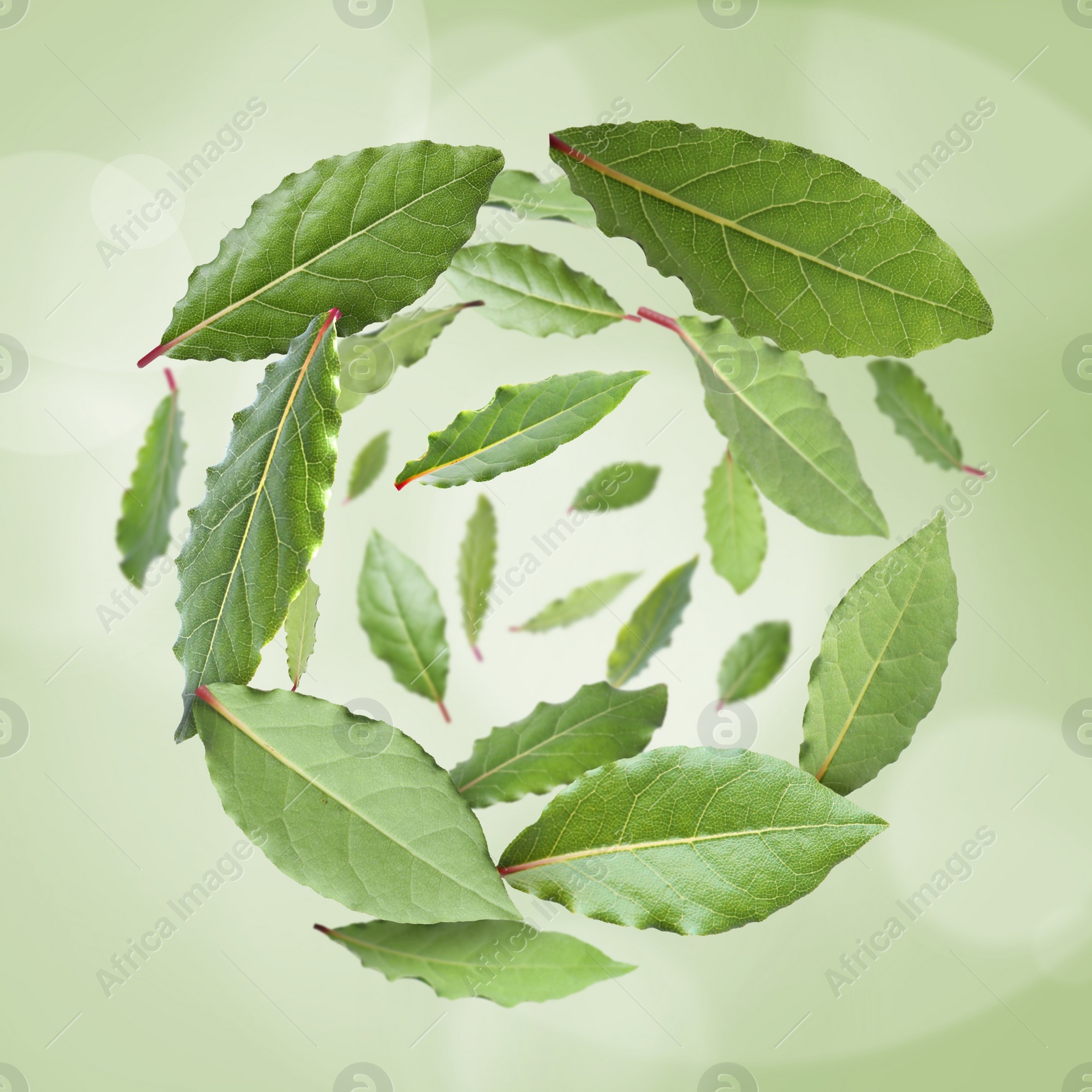 Image of Fresh bay leaves whirling on light green background