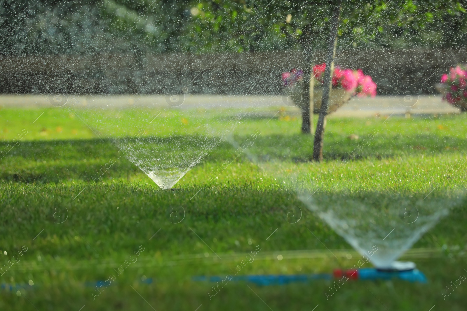 Photo of Automatic sprinklers watering green grass in park. Irrigation system