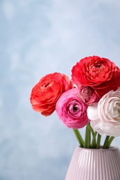Photo of Beautiful fresh ranunculus flowers in vase on color background. Space for text