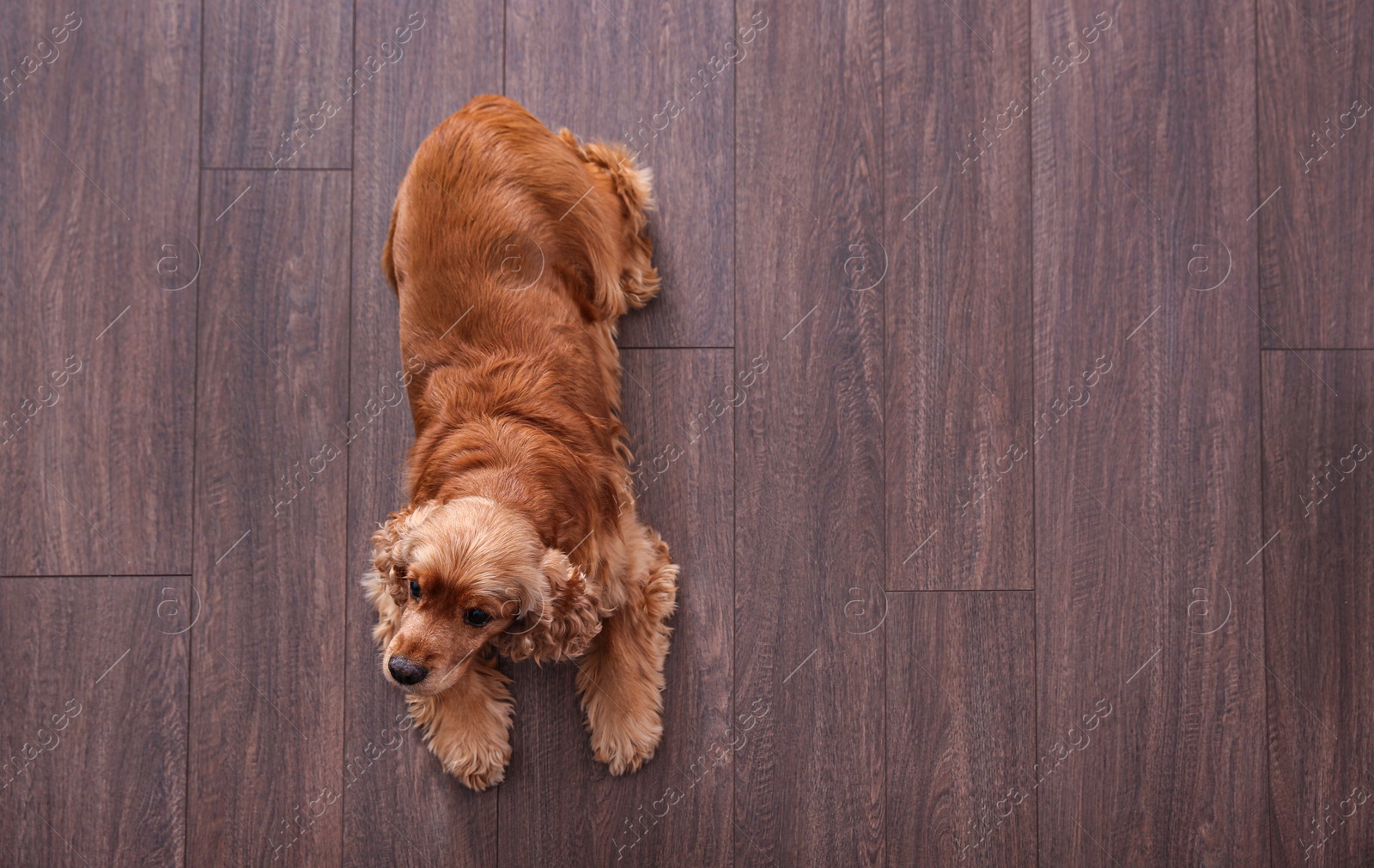 Photo of Cute Cocker Spaniel dog lying on warm floor, top view with space for text. Heating system