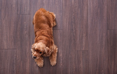Photo of Cute Cocker Spaniel dog lying on warm floor, top view with space for text. Heating system