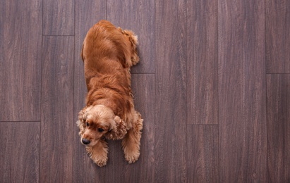 Cute Cocker Spaniel dog lying on warm floor, top view with space for text. Heating system