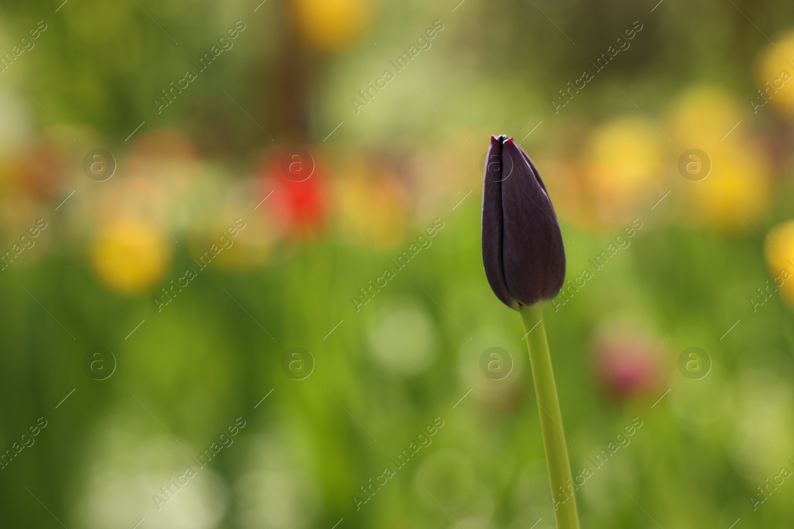 Photo of Beautiful dark red tulip growing outdoors on sunny day, closeup. Space for text