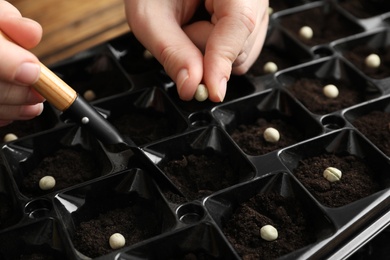 Woman planting soybeans into fertile soil, closeup. Vegetable seeds