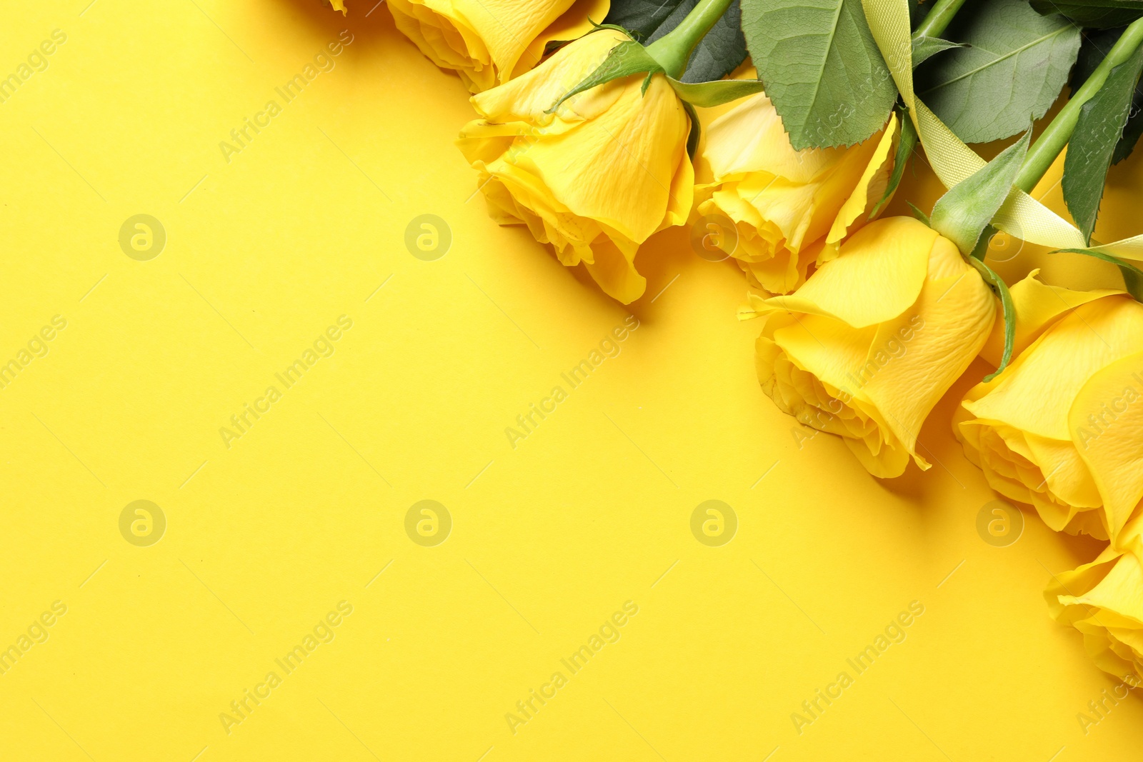 Photo of Beautiful roses on yellow background, flat lay. Space for text