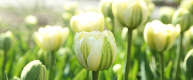 Beautiful blooming tulips outdoors on sunny day. Horizontal banner design