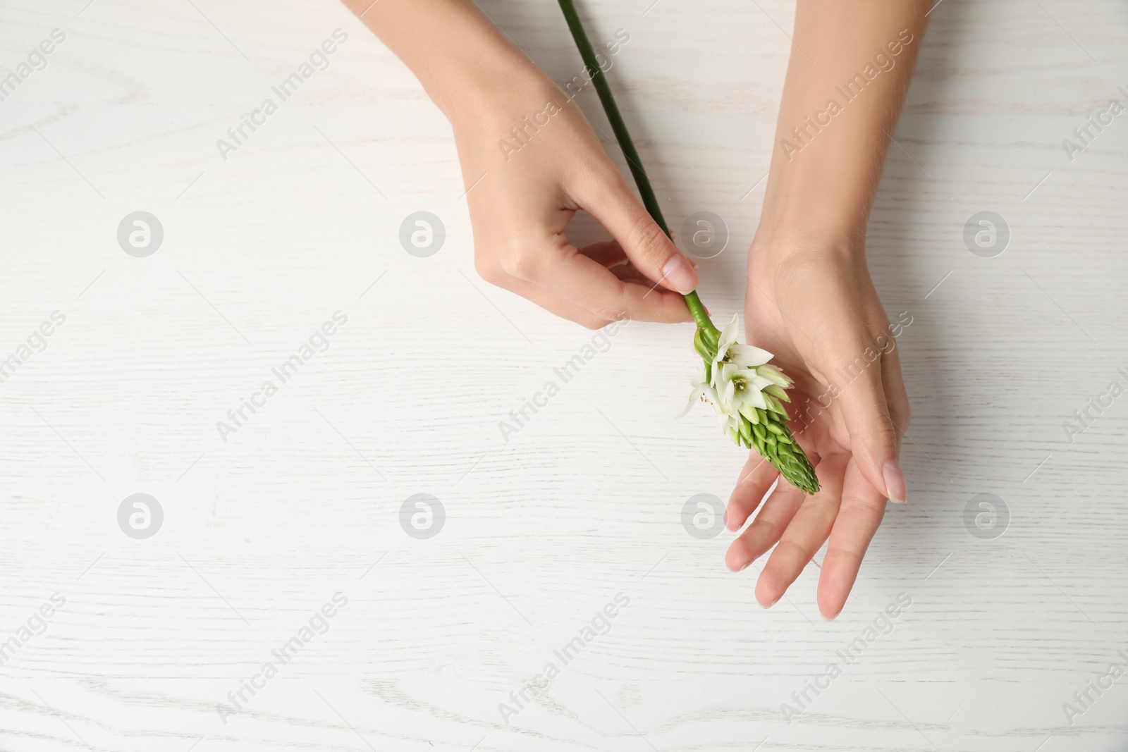 Photo of Florist holding beautiful ornithogalum flower at white wooden table, top view. Space for text