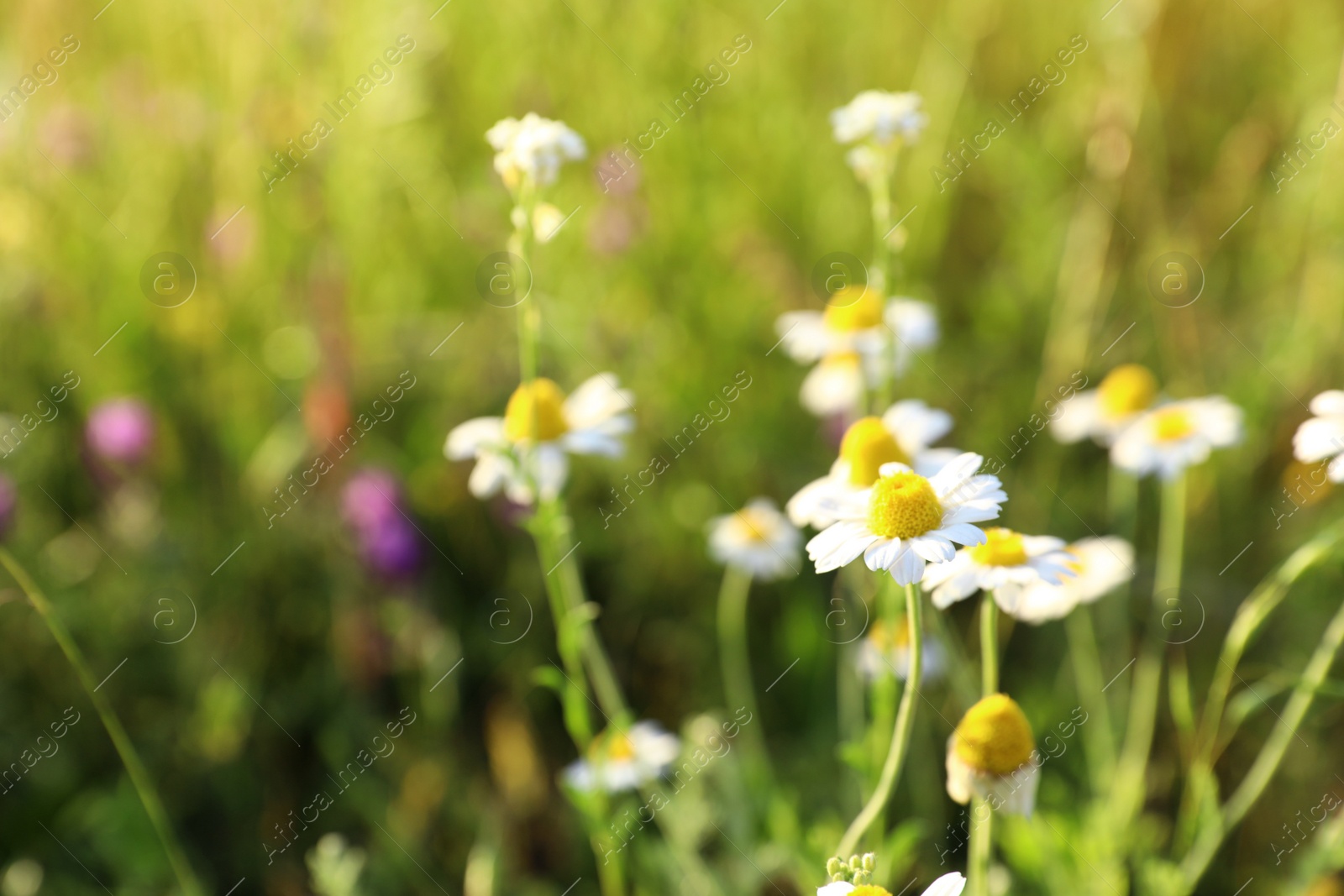 Photo of Beautiful wild flowers outdoors, space for text. Amazing nature in summer