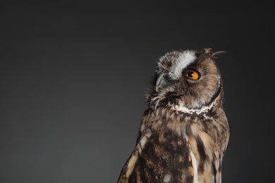 Photo of Beautiful eagle owl on grey background, space for text. Predatory bird