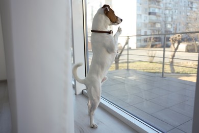 Photo of Cute Jack Russell Terrier on windowsill indoors