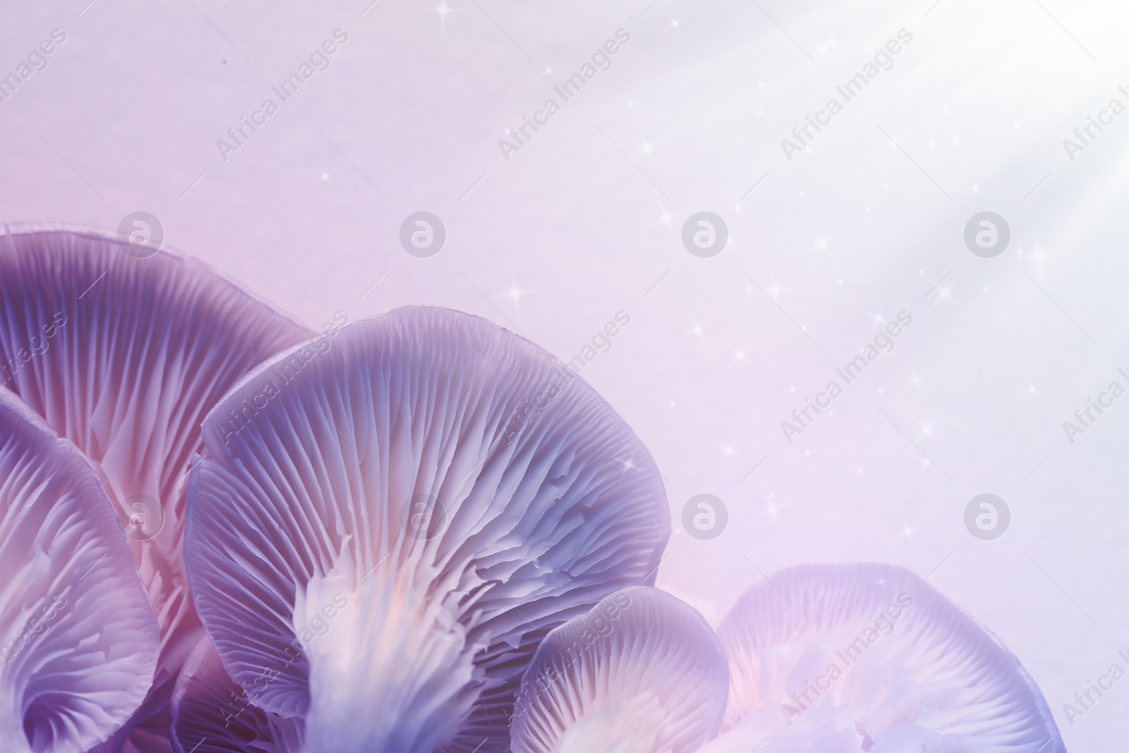 Image of Fresh psilocybin (magic) mushrooms with stars on light background, closeup. Color toned