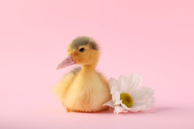 Photo of Baby animal. Cute fluffy duckling near flower on pink background