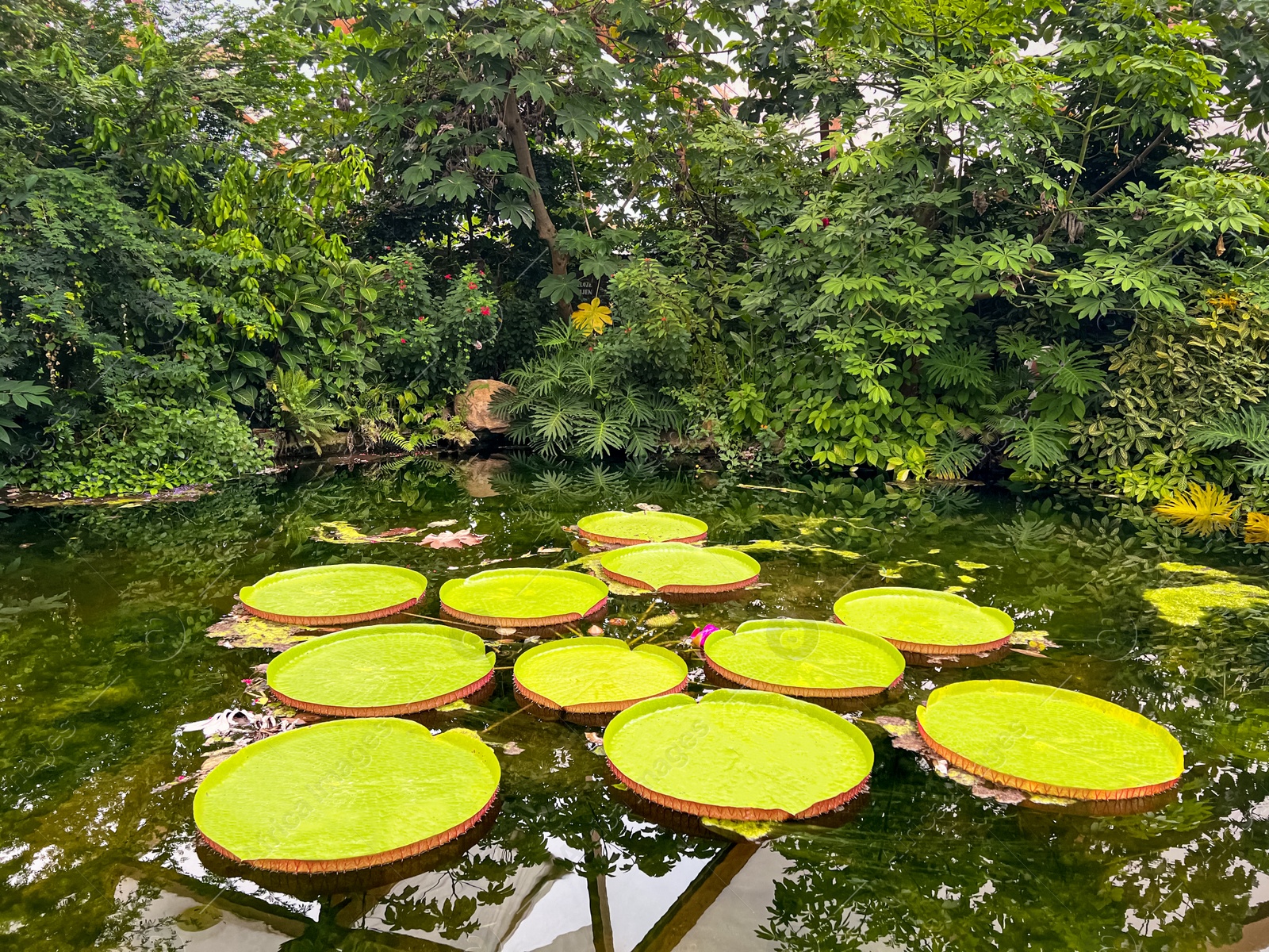 Photo of Pond with beautiful Queen Victoria's water lily leaves