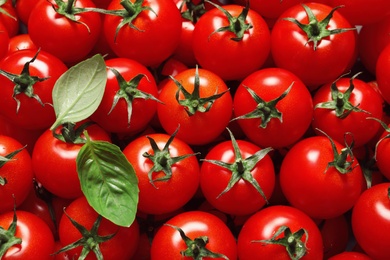 Photo of Delicious ripe cherry tomatoes and basil leaves as background, top view