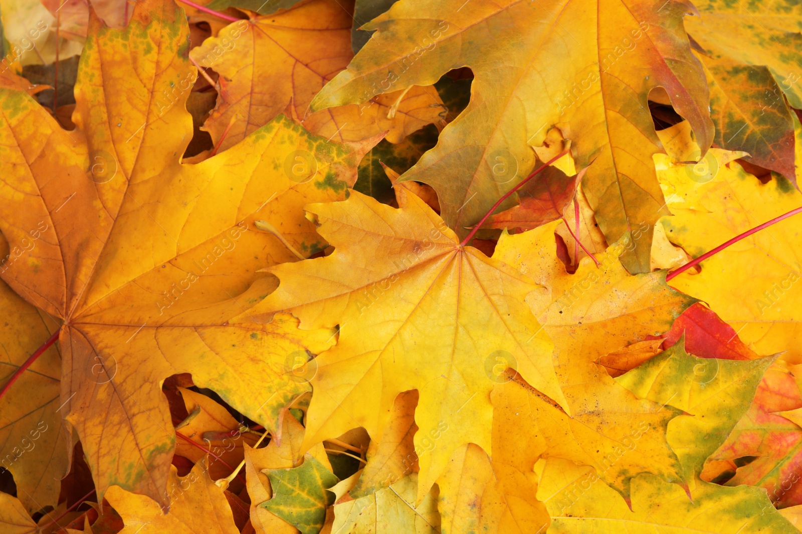 Photo of Beautiful golden autumn leaves as background, top view