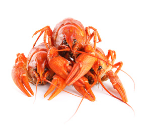 Photo of Delicious red boiled crayfishes isolated on white