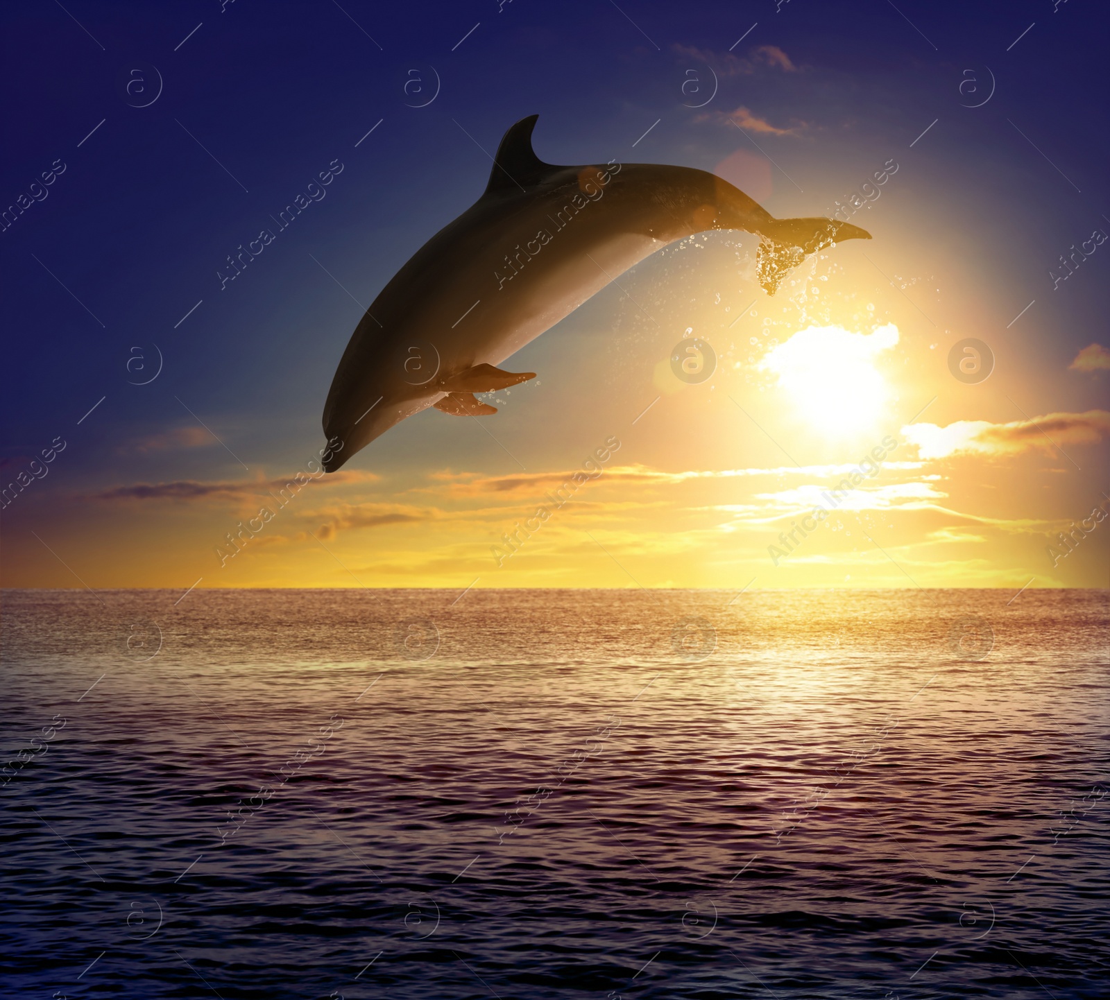 Image of Beautiful bottlenose dolphin jumping out of sea at sunset 