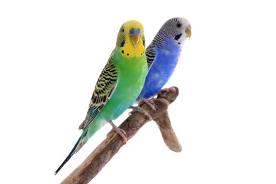 Photo of Two beautiful parrots perched on branch against white background. Exotic pets
