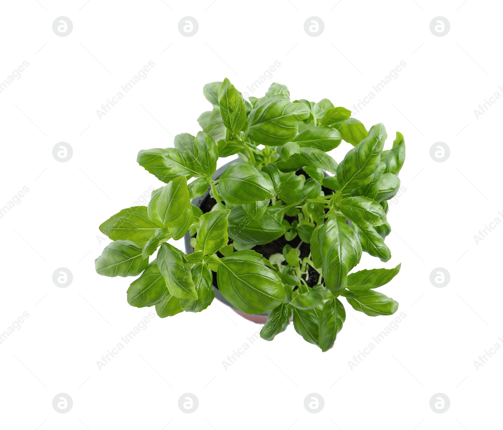 Photo of Aromatic green potted basil isolated on white, top view