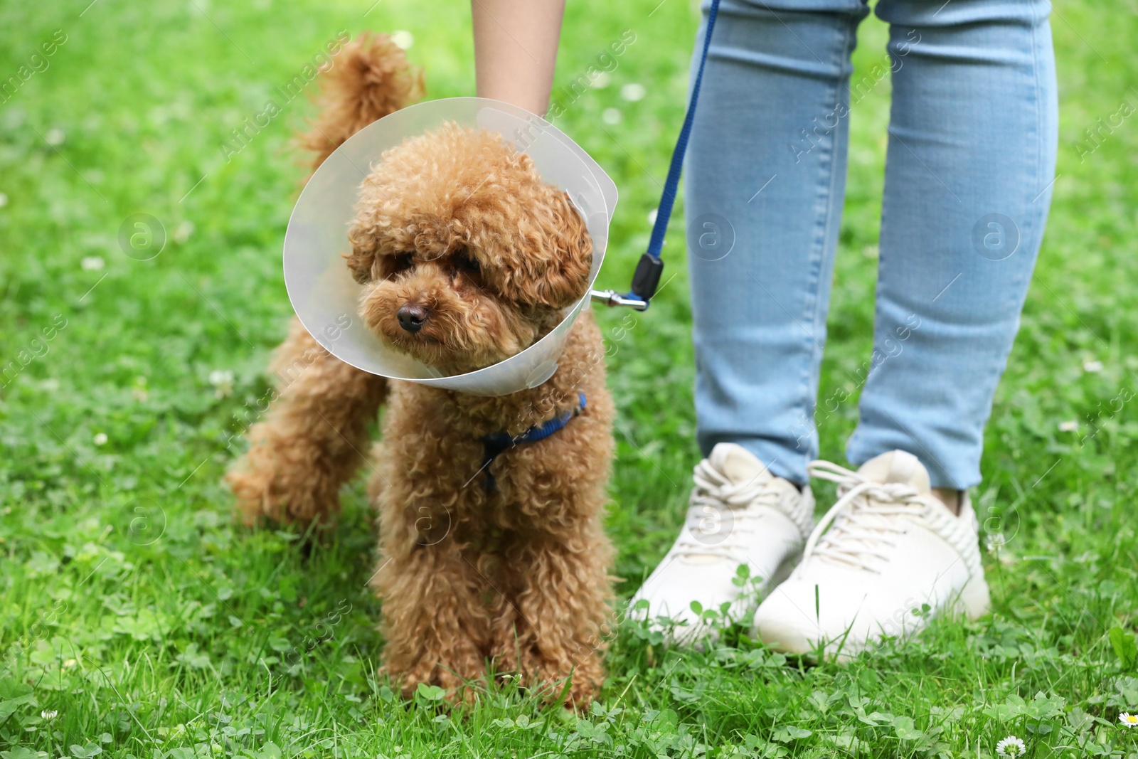 Photo of Woman with her cute Maltipoo dog in Elizabethan collar outdoors, closeup