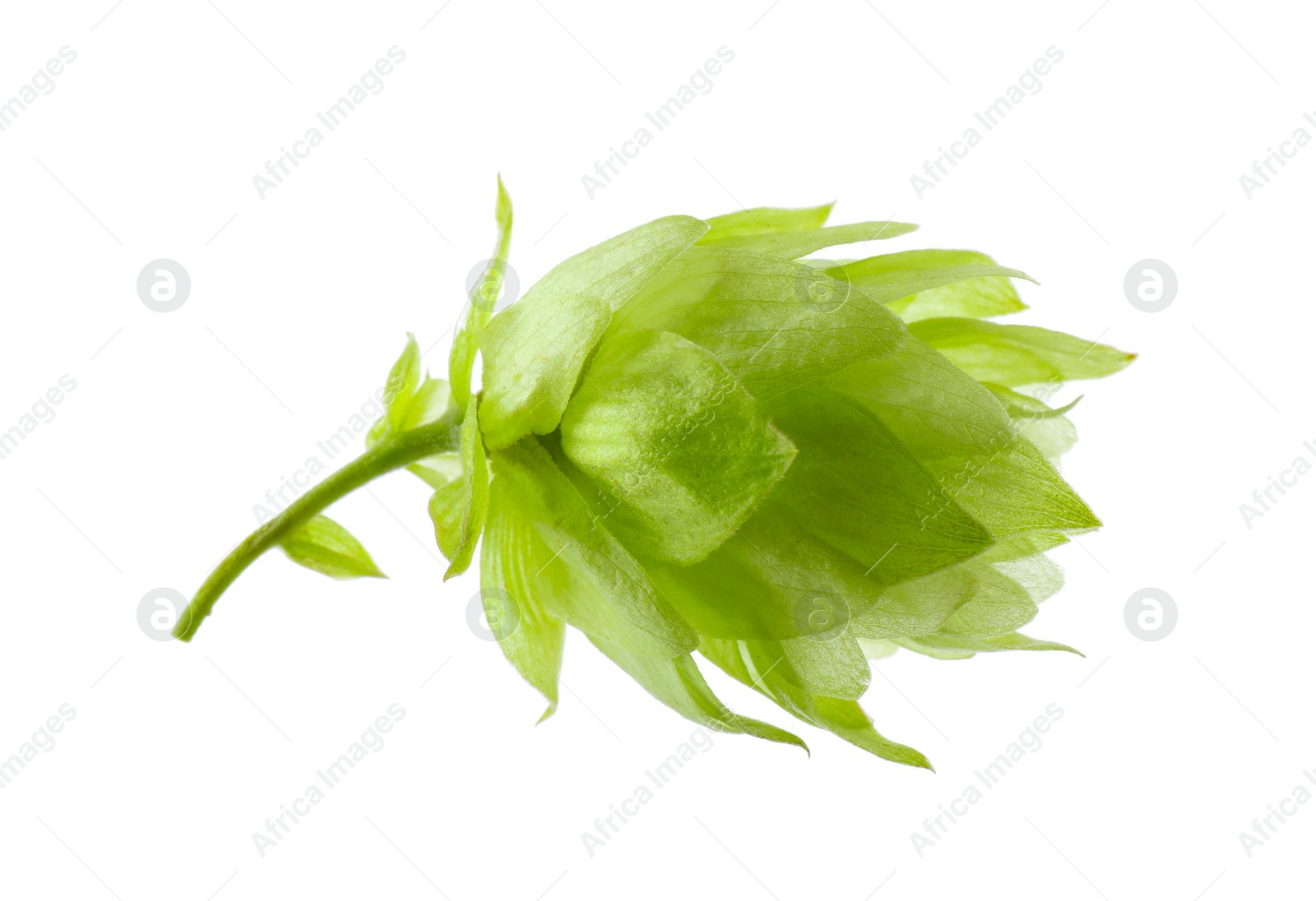 Photo of One fresh green hop on white background