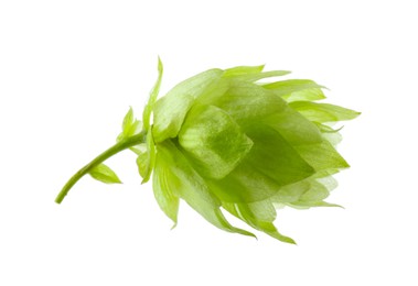 Photo of One fresh green hop on white background