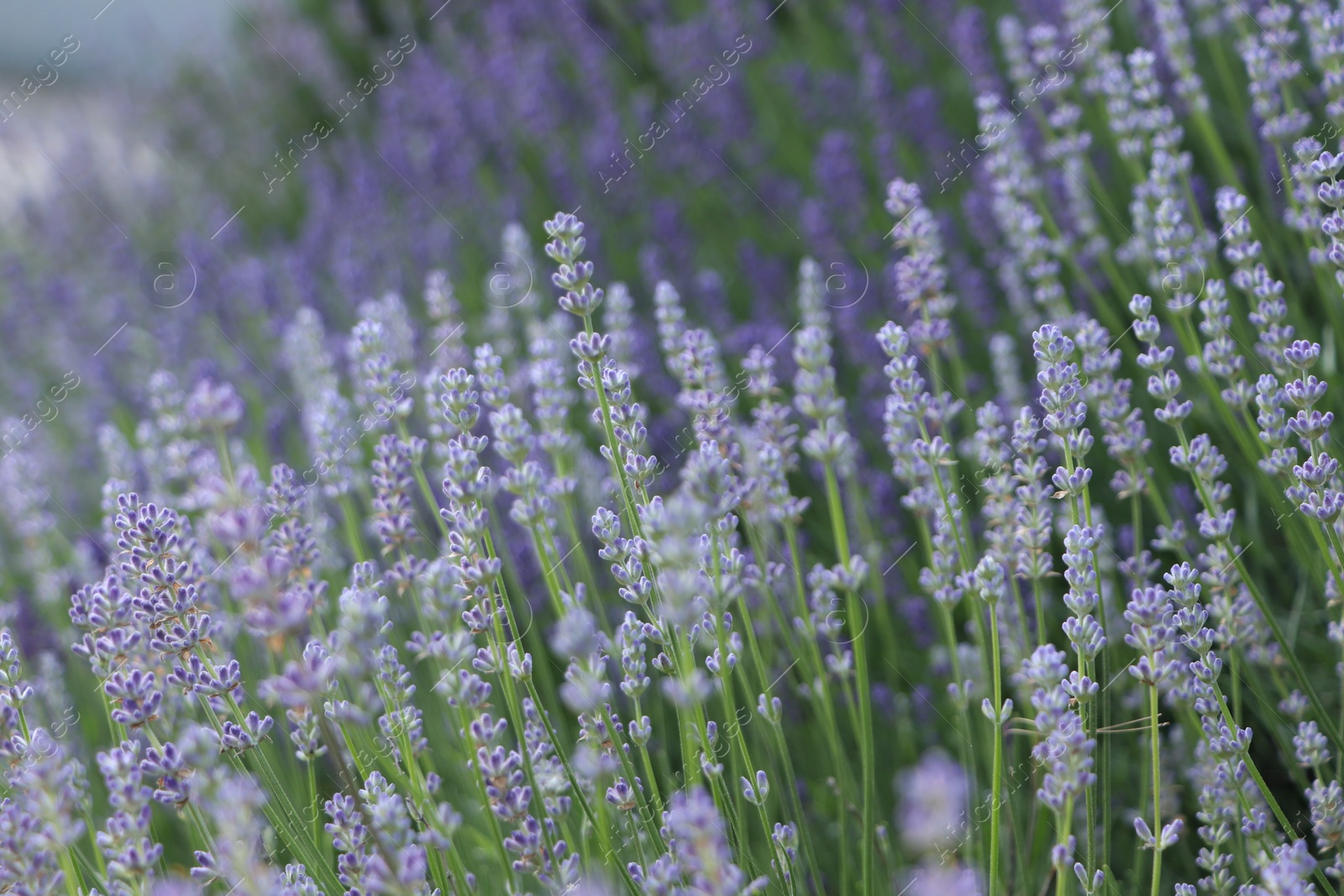 Photo of Beautiful blooming lavender plants growing in field