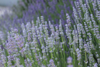 Photo of Beautiful blooming lavender plants growing in field