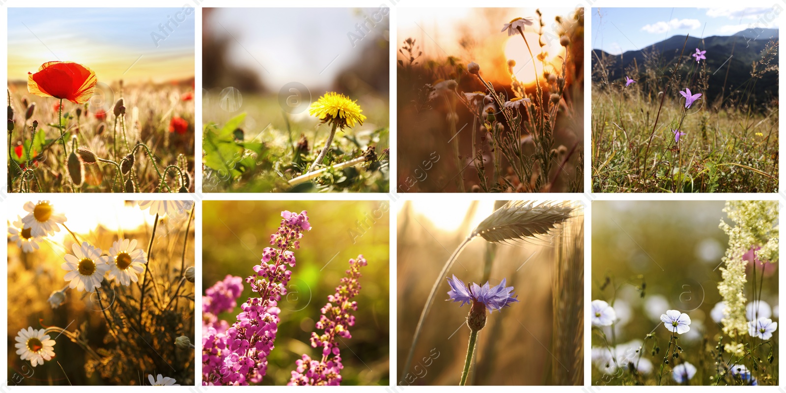 Image of Collage with photos of different beautiful wild flowers growing in meadow